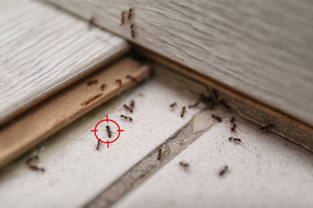 Best Spider Control Near Me  in Pandora, OH