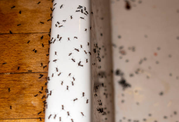 Best Affordable Exterminators  in Pandora, OH