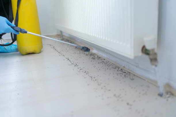 Best Bed Bug Extermination  in Pandora, OH